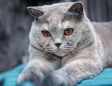 开云体育入口-文班亚马爆发！底特律活塞一波流带走雄鹿，青年军宣告崛起