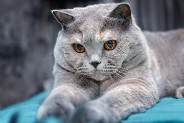 开云体育入口-文班亚马爆发！底特律活塞一波流带走雄鹿，青年军宣告崛起