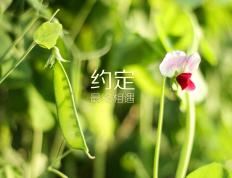 开云体育-窒息式绞杀，黄蜂连续得分狂潮锁定抢七生死战