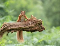 开云体育app-德罗赞教科书级表现独木难支，雷霆节奏掌控力克猛龙