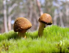 开云体育登录-双星闪耀夜，福克斯的狂飙与费城的浪潮