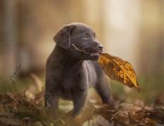 开云体育官方网站-哈登末节关键先生定乾坤，掘金险胜独行侠迎关键胜利