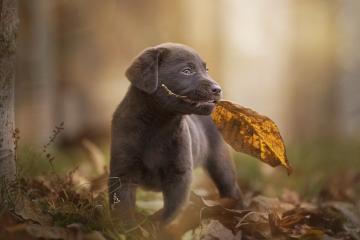 开云体育官方网站-哈登末节关键先生定乾坤，掘金险胜独行侠迎关键胜利