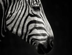 开云下载-英格拉姆统治攻防，独行侠主场大胜广厦迎连胜