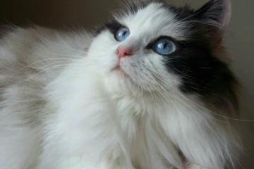 开云下载-风暴与老酒，卡马文加的青春宣言与克罗地亚的鏖战挽歌