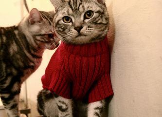 开云体育app-奥斯梅恩主宰战局，那不勒斯新王如何以一人之力击穿阿尔及利亚防线