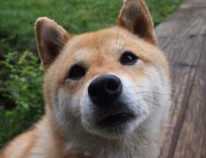 开云体育官方网站-从紫金荣耀到未来传奇，保罗如何在2026世界杯书写新篇章