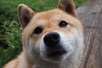 开云体育官方网站-从紫金荣耀到未来传奇，保罗如何在2026世界杯书写新篇章