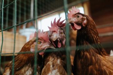 开云体育官方网站-闪电划破慕尼黑夜空，托尼一击定江山，拜仁生死战绝境突围