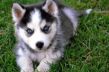 开云下载-凯恩巨星光芒照亮赛场，马里铁血终结阿尔及利亚悬念