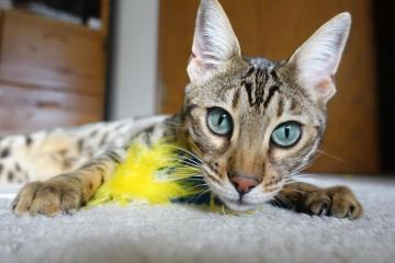 开云体育在线-深圳队对阵独行侠，拉梅洛·鲍尔攻防转换核心的崛起