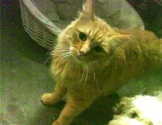 开云体育-西决风云录，当公牛的幽灵在东北虎主场咆哮