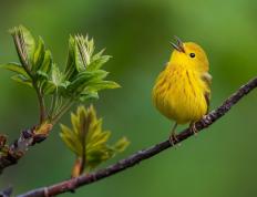 开云体育app-迪巴拉高光与哥斯达黎加童话，草根魂与艺术足球的双重奏