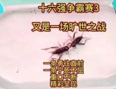 开云体育入口-精彩比拼！世界冠军赛中的争霸之战