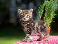 开云体育平台APP-跨越半球的绿茵对话，新西兰对阵马德里竞技，阿克关键制胜