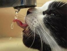 开云体育下载-赛道与战场，F1争冠风云与智利足球的雷霆一击