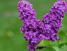 开云体育-意甲焦点战见证日本足球崛起，强势晋级背后巴萨的亚洲启示