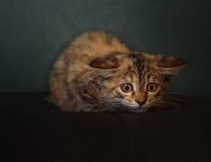 开云体育官网-东决关键战焦点，莱比锡红牛欧战硬仗力克波兰劲旅