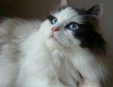 开云体育app-铁壁浓眉难阻萨城军，关键先生独木难支紫金防线