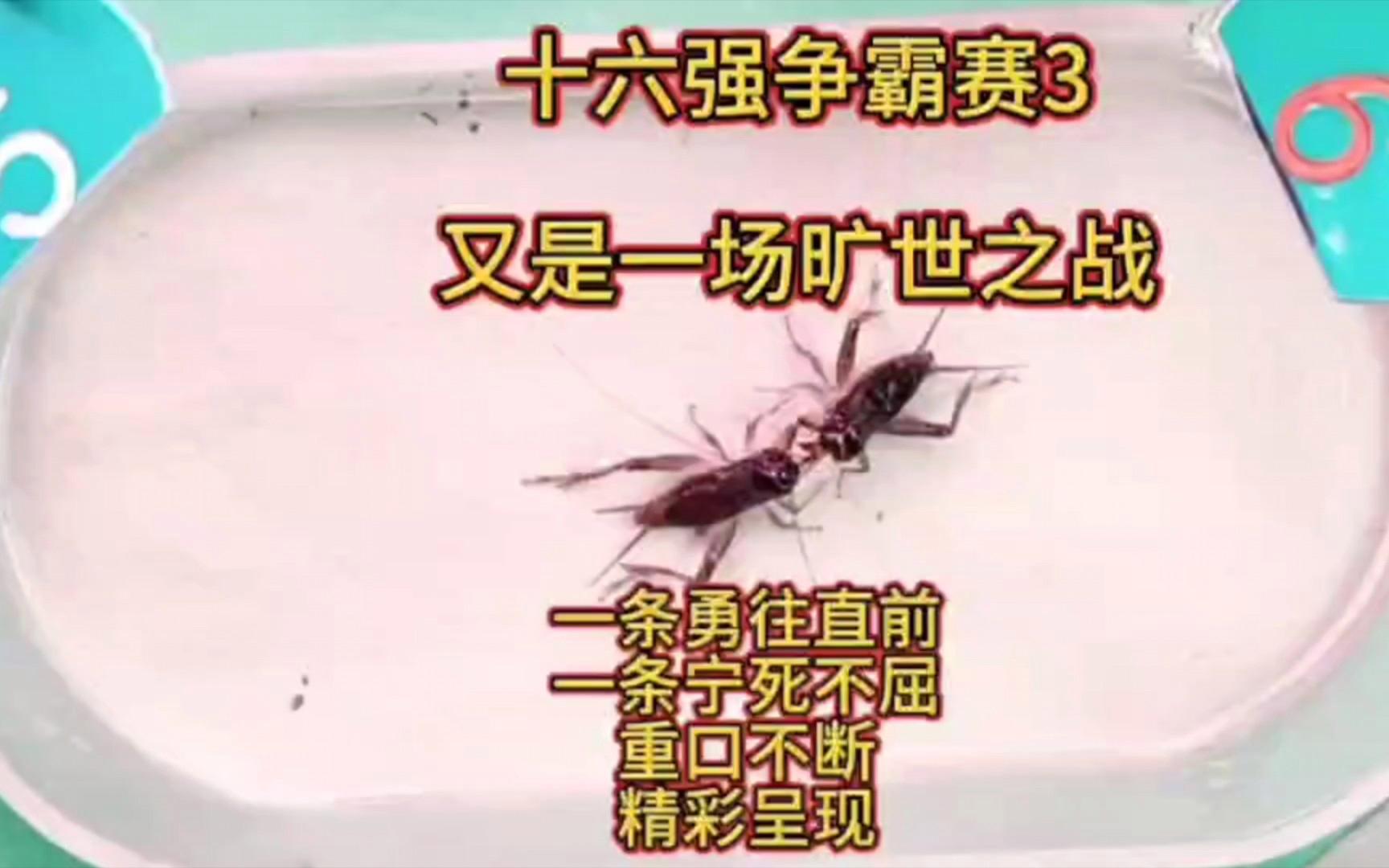 开云体育入口-精彩比拼！世界冠军赛中的争霸之战
