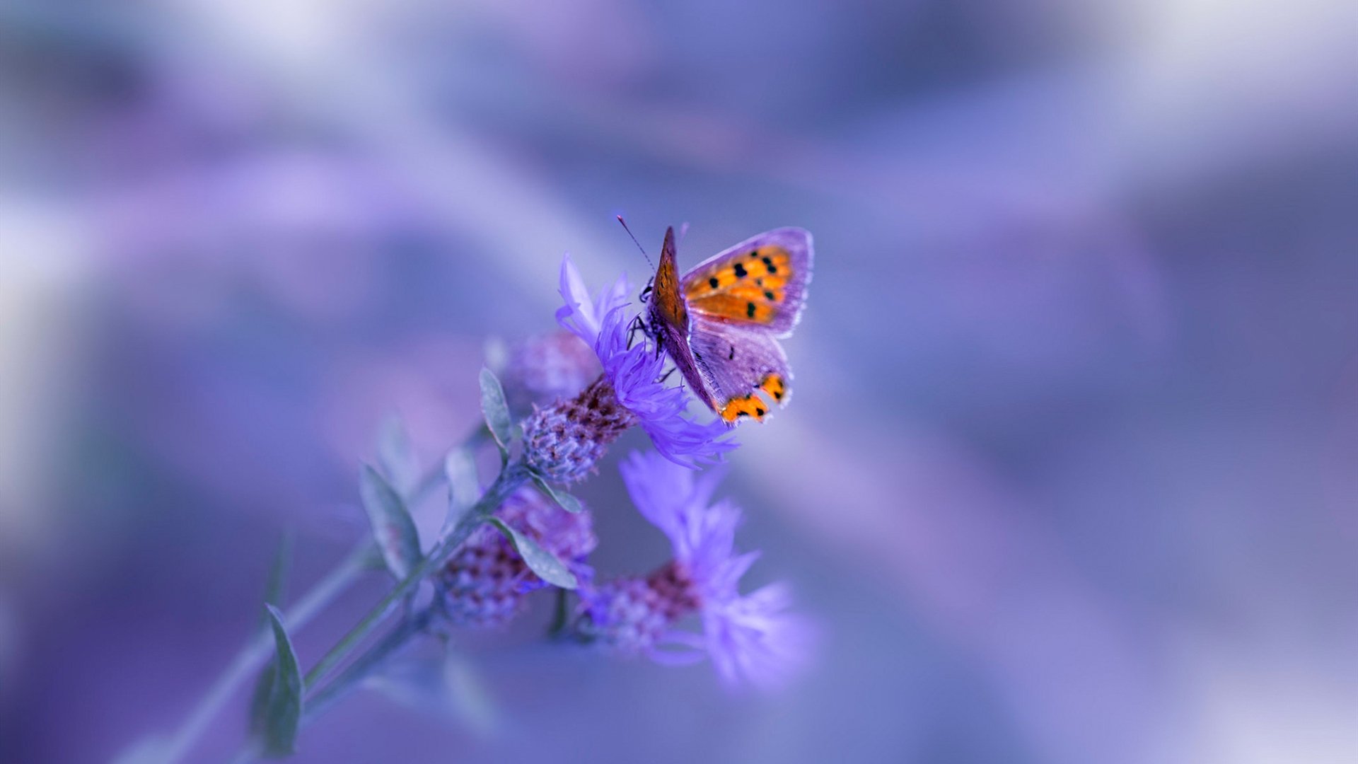 开云官网-勒沃库森之盾vs洪都拉斯之矛，罗德里戈在美加墨世界杯的战术接管