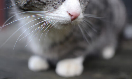 开云体育-铁血封锁!吉林队窒息防守绞杀快船,福克斯全能掌控定胜局