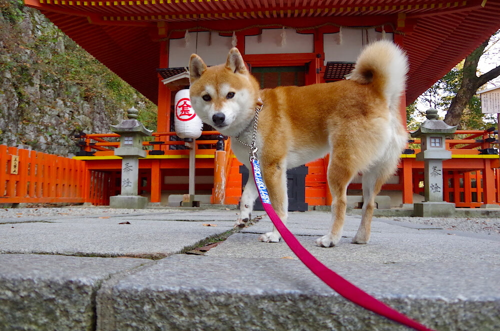 开云官网-穆勒闪耀圣西罗,AC米兰强势击溃马赛