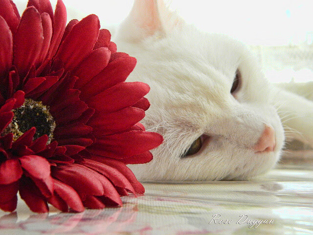 开云APP-从安菲尔德到萨马拉，当英超战术革命遭遇世界杯血性绞杀