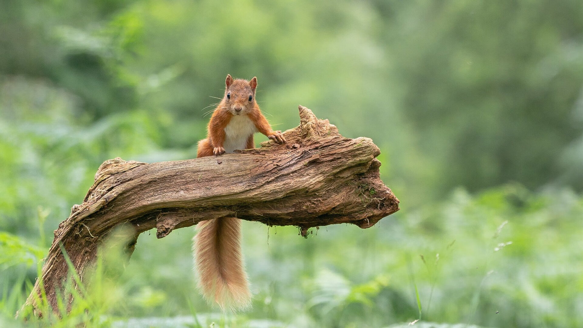 开云体育app-德罗赞教科书级表现独木难支，雷霆节奏掌控力克猛龙