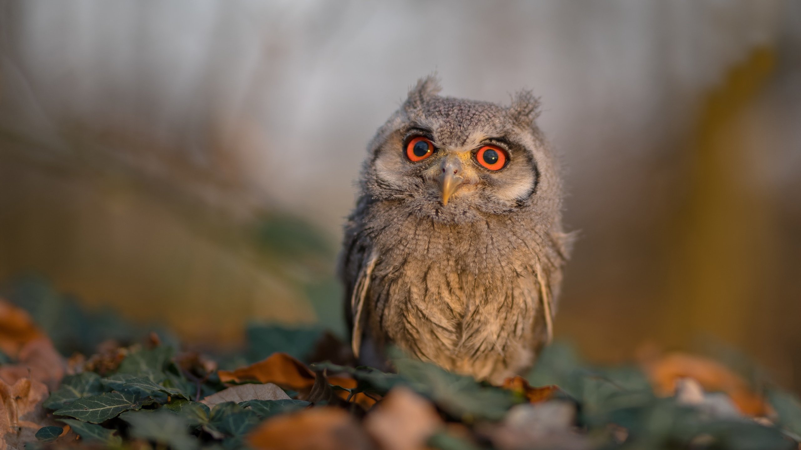 开云APP-跨界对决见证传奇时刻，辽宁对阵国王表演赛中库里关键节点连斩12分定乾坤