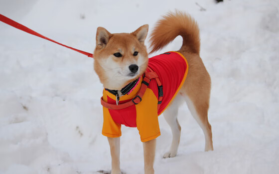 开云体育app-篮球场上的魔术师，拉梅洛·鲍尔如何用得分狂潮击溃广厦防线