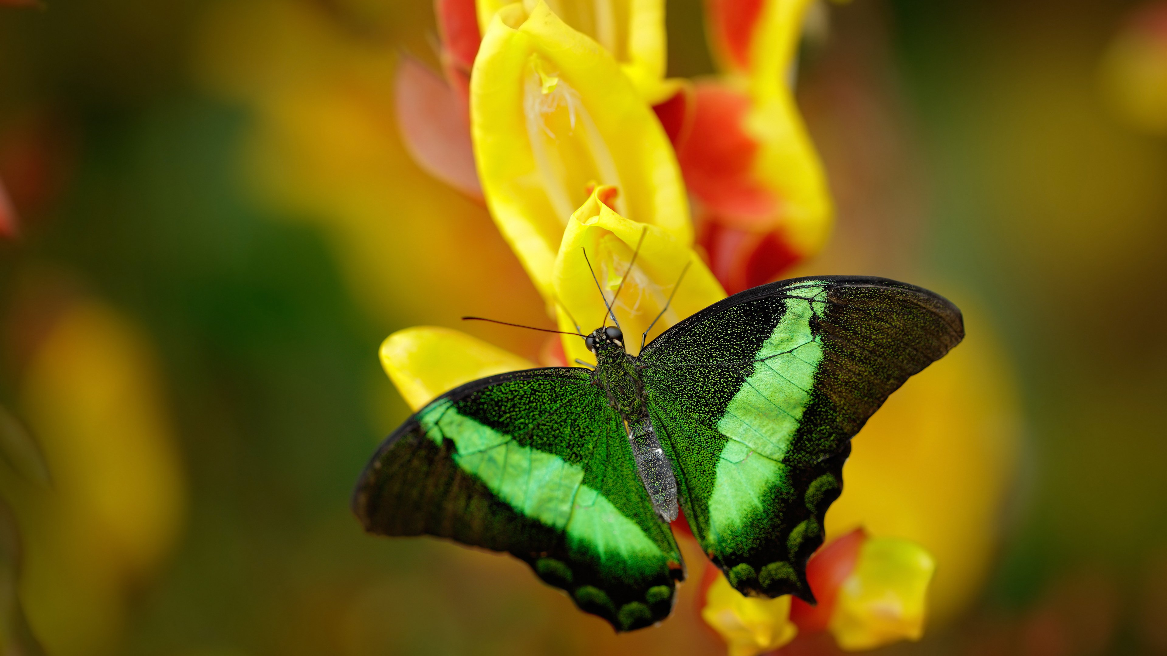 开云体育-李刚仁,乌克兰的迷雾中,一颗东方星辰照亮里昂夜空