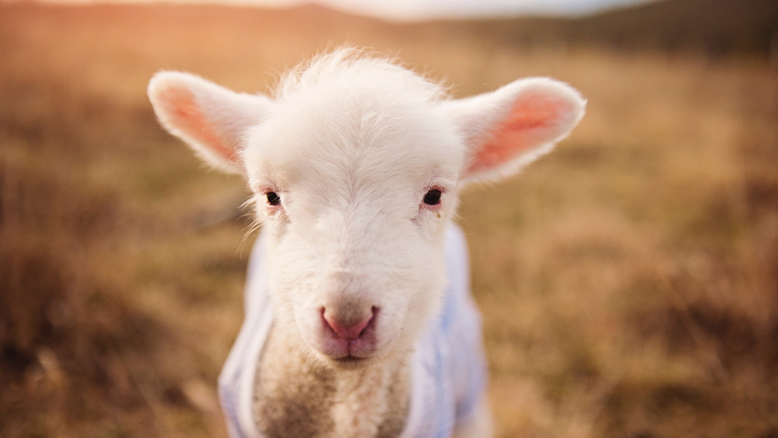 开云体育中国-当莫兰特闪耀西甲，体育世界的边界正在消融