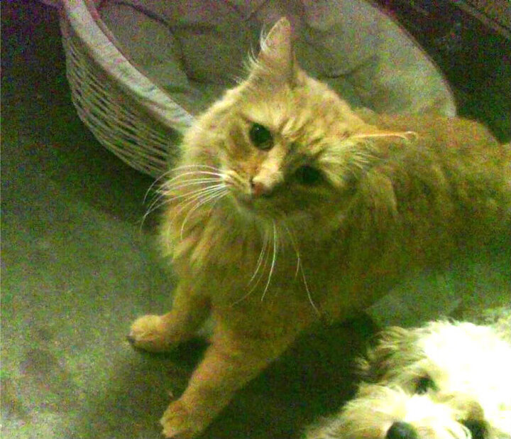 开云体育-西决风云录,当公牛的幽灵在东北虎主场咆哮