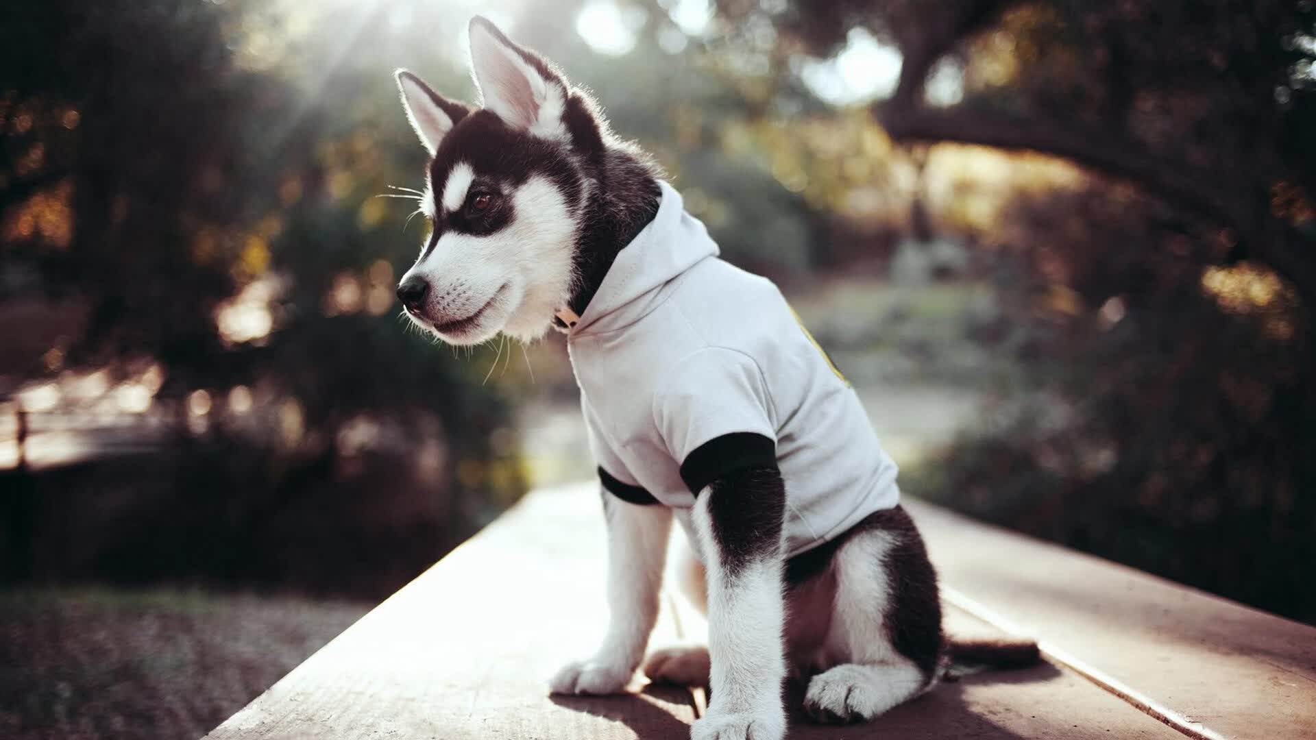 开云体育下载-擎天一柱！戈贝尔用钢铁防线回应所有质疑